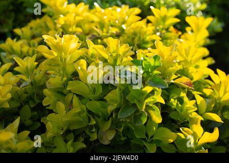 Feuilles jaunes vertes d'Euonymus japonicus dans le jardin extérieur. Banque D'Images