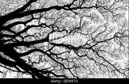 Branches de l'ancien arbre Banque D'Images