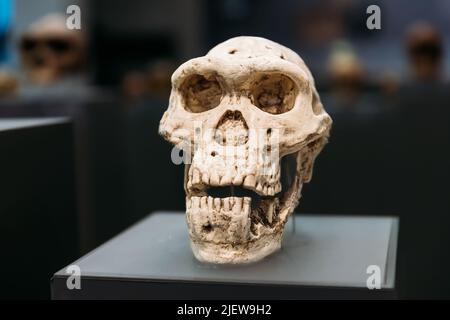 Crâne Homo Erectus. Homo Erectus signifiant 'homme droit' est une espèce humaine archaïque éteinte du Pléistocène, avec sa première occurrence environ Banque D'Images