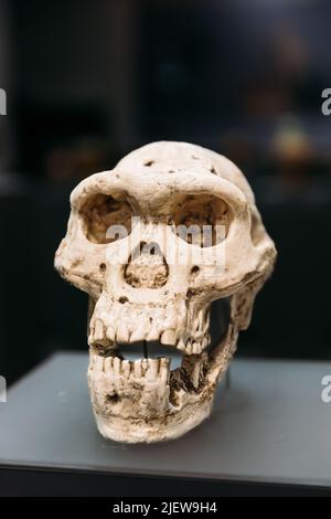 Tbilissi, Géorgie. Musée national géorgien. Crâne Homo Erectus. Homo Erectus signifiant 'homme droit' est une espèce éteinte d'homme archaïque de la PLE Banque D'Images