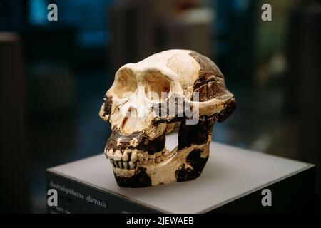 Tbilissi, Géorgie. Musée national géorgien. Australopithecus afarensis crâne. Il y a 3,2 millions d'années. Découvert à Hadar, en Éthiopie. Al 333, C Banque D'Images