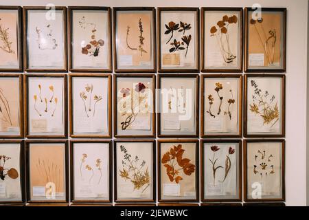 Viev général sur Herbarium - Collection de feuilles séchées. Fleurs sèches de collage. Plantes séchées. Ensemble décoratif de fleurs et de feuilles. Banque D'Images