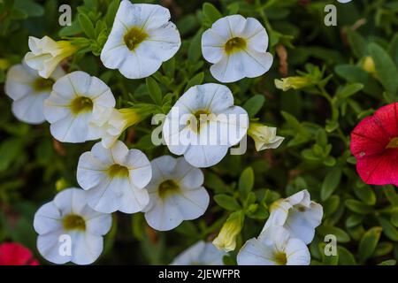 gros plan de millions de cloches blanches de fleurs qui s'épaississent chaque jour Banque D'Images