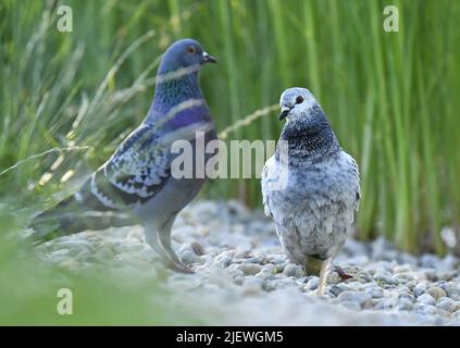 Pigeon domestique (Columba livia domestica) sur les galets entourés par la végétation, République tchèque de Prague. Banque D'Images