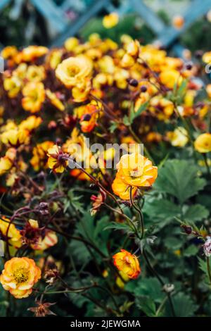 Fleurs de Geum jaune dans le jardin ou le parc, le centre du jardin. Idées pour le jardinage et la plantation dans une nouvelle saison. Arrière-plan vertical floral. Mise au point sélective, c Banque D'Images