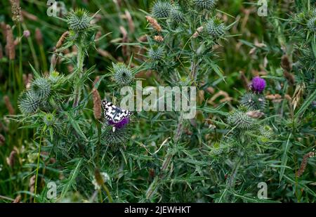 Un papillon blanc marbré - Melanargia galathea - ils peuvent être vus le long des falaises de Seven Sisters près d'Eastbourne dans East Sussex Banque D'Images