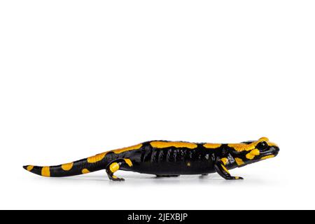 Gros plan de noir avec salamandre jaune feu, chemins de promenade. Isolé sur un fond blanc. Banque D'Images