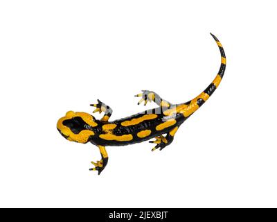Vue de dessus de Salamandre de feu noir et jaune Salamaka Salamandra salamandra. Debout sur fond blanc. Banque D'Images