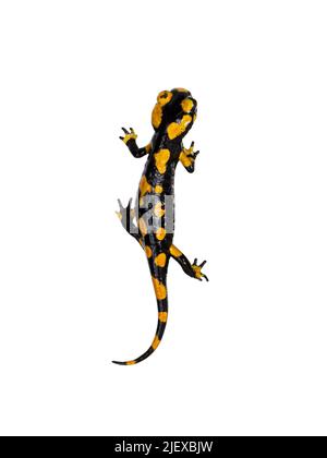 Vue de dessus de Salamandre de feu noir et jaune Salamaka Salamandra salamandra. Debout sur fond blanc. Banque D'Images