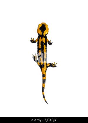 Vue de dessus de Salamandre de feu noir et jaune Salamaka Salamandra salamandra. Debout sur fond blanc. Banque D'Images