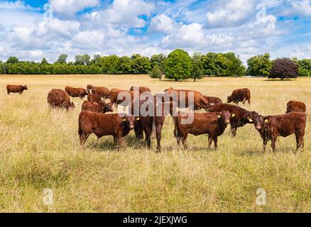 Les Devons rubis rouges ou les vaches du Devon du Nord paissent dans le champ par une journée ensoleillée et nuageux dans un champ ouvert avec de grandes herbes séchées dans la campagne du Dorset. Banque D'Images