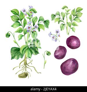 Illustration aquarelle de la pomme de terre sur fond blanc. Légumes crus rouges, racines, pommes de terre tubercules, plante de jardin peinte à la main. Élément design pour le design m Banque D'Images