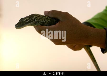 (220628) -- SURABAYA, 28 juin 2022 (Xinhua) -- Un gardien de zoo détient un bébé dragon Komodo de quatre mois dans le cadre d'un programme de reproduction pour le lézard en voie de disparition au Parc zoologique de Surabaya, en Indonésie, au 28 juin 2022. (Photo de Kurniawan/Xinhua) Banque D'Images