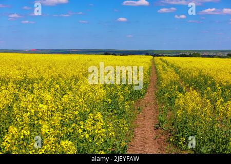 Champ de colza jaune en fleurs avec jauge de tracteur et ciel bleu avec nuages blancs, technique de superposition de mise au point Banque D'Images