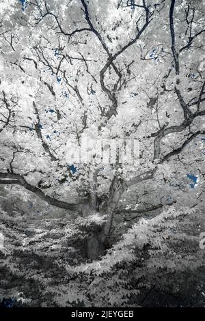 Arbre de chêne commun en hauteur, Quercus robur parmi un châtaigne caduque et une forêt sycomore mûrs vus sous infra rouge Banque D'Images