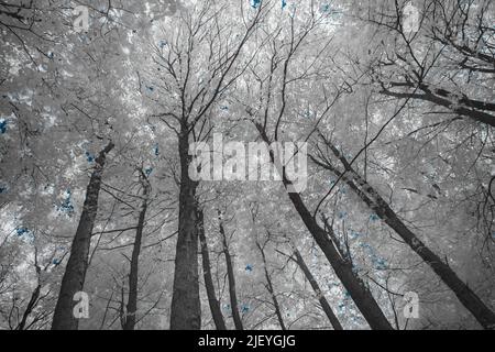 Arbre de châtaignier castanea sativa, vieux, mûr, sous lumière infrarouge, avec des feuilles reflétant la chaleur Banque D'Images