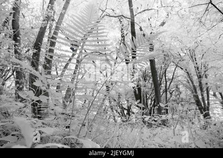 La fougères mâles Dryopteris affinis frondes obscurcissent un marronnier doux pollisé reflétant la chaleur indiquée par les feuilles blanches Banque D'Images