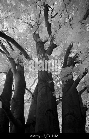 Vieux hêtre commun mature Fagus sylvatica sous lumière infrarouge avec des feuilles reflétant la chaleur Banque D'Images