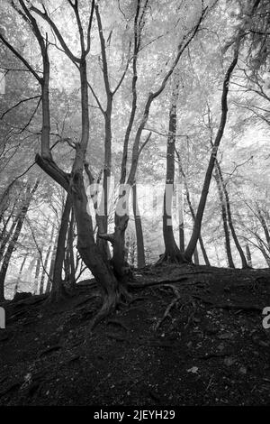 Vieux hêtre commun mature Fagus sylvatica sous lumière infrarouge avec des feuilles reflétant la chaleur Banque D'Images