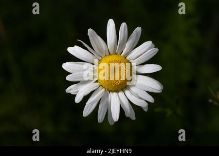 Une Marguerite pleine fleur. Banque D'Images