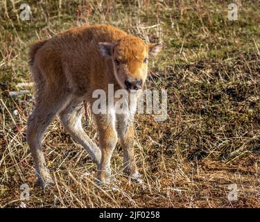 Calf. Bison nouveau-né Banque D'Images