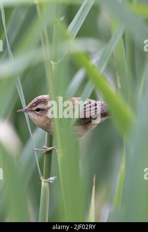 Paruline de carex (Acrocephalus schoenobaenus) jeunes marais CLEY T.N.-O. Norfolk GB UK juin 2022 Banque D'Images