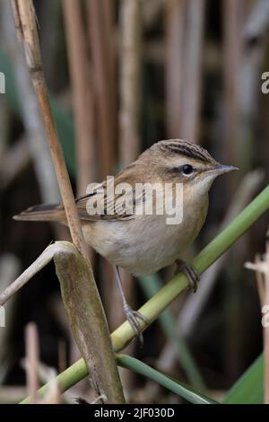 Paruline de carex (Acrocephalus schoenobaenus) jeunes marais CLEY T.N.-O. Norfolk GB UK juin 2022 Banque D'Images