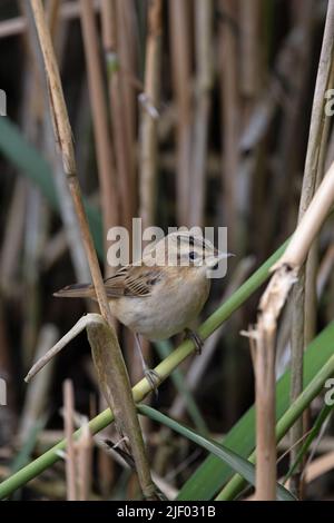 Paruline de carex (Acrocephalus schoenobaenus) jeunes marais CLEY T.N.-O. Norfolk GB UK juin 2022 Banque D'Images