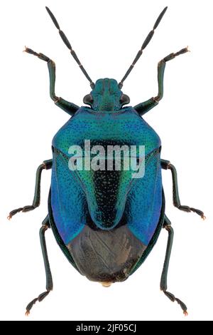 Véritable insecte espèce Zicrona caerulea, nom trivial: Bleu bug bouclier. Banque D'Images