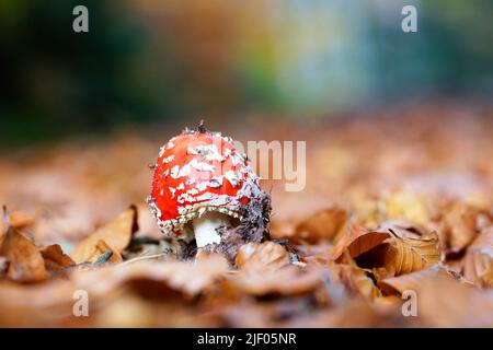 Un gros plan d'Amanita muscaria, communément connu sous le nom de la mouche agaric. Banque D'Images