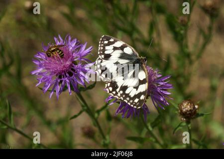 DAS Schachbrett oder auch Damenbrett (Melanargia galathea) Banque D'Images