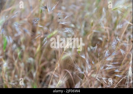 Hordeum murinum, communément appelé orge de mur ou fausse orge. Gros plan des épillets d'une mauvaise herbe dangereuse pour les chiens domestiques. Peut être coincé dans un animal de compagnie f Banque D'Images