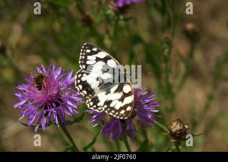 DAS Schachbrett oder auch Damenbrett (Melanargia galathea) Banque D'Images