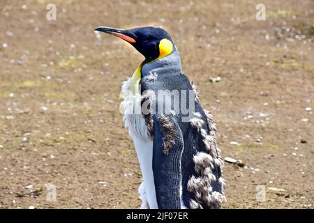 Moting juvénile de King Penguin. Banque D'Images