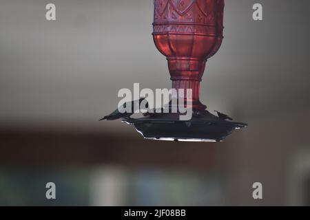Cliché sélectif d'un colibri buvant à partir d'un mangeoire Banque D'Images