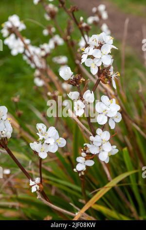 Libertia grandiflora Banque D'Images