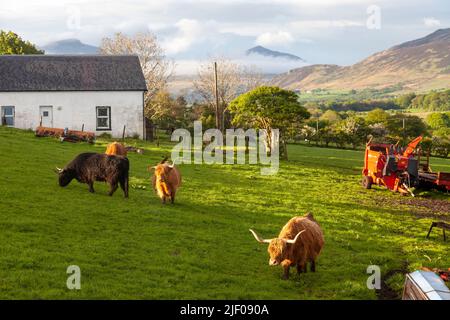 Bétail des Highlands dans une ferme près du village de Blackwaterfoot sur l'île d'Arran. Banque D'Images
