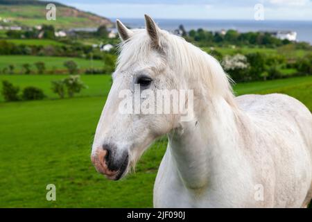 Un portrait d'un cheval blanc unique debout dans un champ à Arran. Banque D'Images