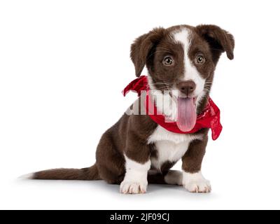 Mignon brun avec galloise Corgi blanc chien de gilet pup, assis avec foulard rouge. En regardant vers l'appareil photo. Isolé sur un fond blanc. Bouche ouverte, Banque D'Images