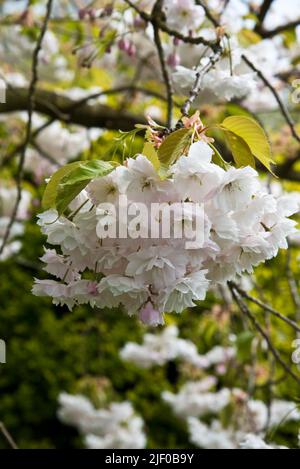 Cerise à fleurs japonaise, Prunus Shogetsu, également connue sous le nom de Prunus Shimidsu, la mariée rouillissante Banque D'Images