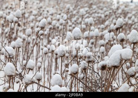 Cuillère à café recouverte de neige sur la côte de Fife, en Écosse. Banque D'Images