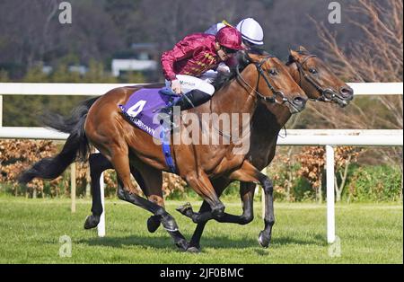 Photo du dossier en date du 02-04-2022 de Piz Badile criblé par Gavin Ryan gagne le P.W. Enjeux McGrath Memorial Ballysax. Les connexions de Piz Badile ont été heureuses de voir le Colt intelligent reprendre sa saison en terminant une seconde nette dans le Derby irlandais au Curragh samedi. Date de publication : mardi 28 juin 2022. Banque D'Images