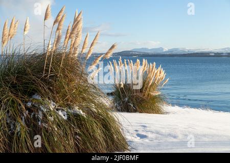 Pampas herbe dans la neige, Fife, Écosse Banque D'Images