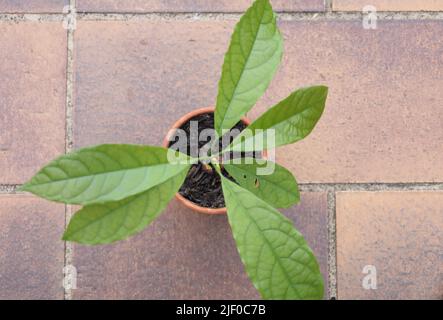 Bonn Allemagne juin 2022 vue d'oiseau de plante d'avocat en plein air en lumière naturelle dans pot de fleur avec fosse d'avocat reconnaissable avec backgro de tuiles Banque D'Images