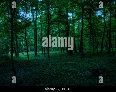 Une forêt vert foncé avec un sous-bois épais et des arbres minces Banque D'Images