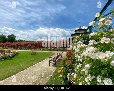 Belle Rose Garen dans le château d'Esterhazy à Fertod près de Sopron Hongrie Banque D'Images
