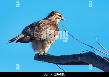 Faucon juvénile à queue rouge Banque D'Images