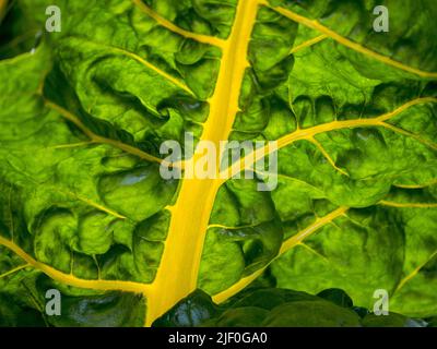 Swiss Chard Yellow Chard Leaf Close-up View, dans le rétro-éclairé soleil d'été croissant dans un potager de cuisine. Verger, (Beta vulgaris, variété cicla) Banque D'Images