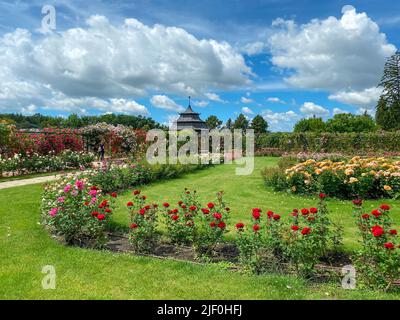 Belle Rose Garen dans le château d'Esterhazy à Fertod près de Sopron Hongrie Banque D'Images