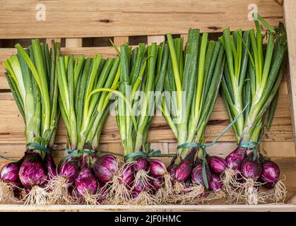 MARCHÉ DES RADIS des brioches de radis pourpres sains exposées à la vente dans une caisse simple en bois sur un marché agricole de Moëlan sur Mer Bretagne France Banque D'Images